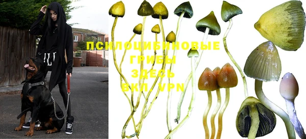 крисы Михайловск